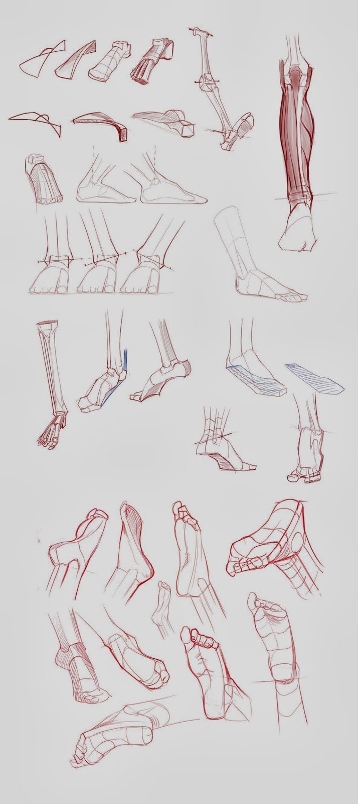 Анатомия стопы для рисования