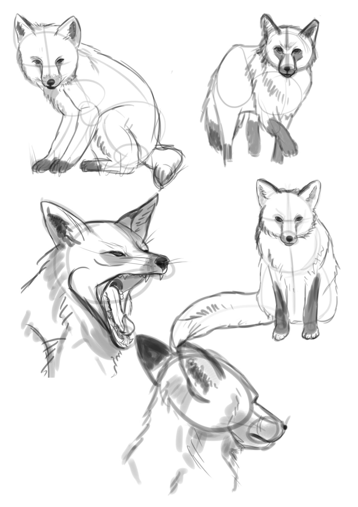 Эскизы животных для рисования