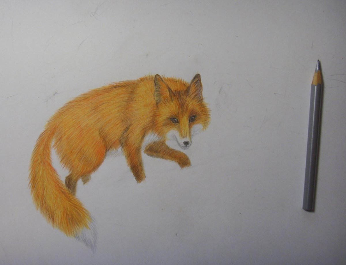 Техника рисования лисы