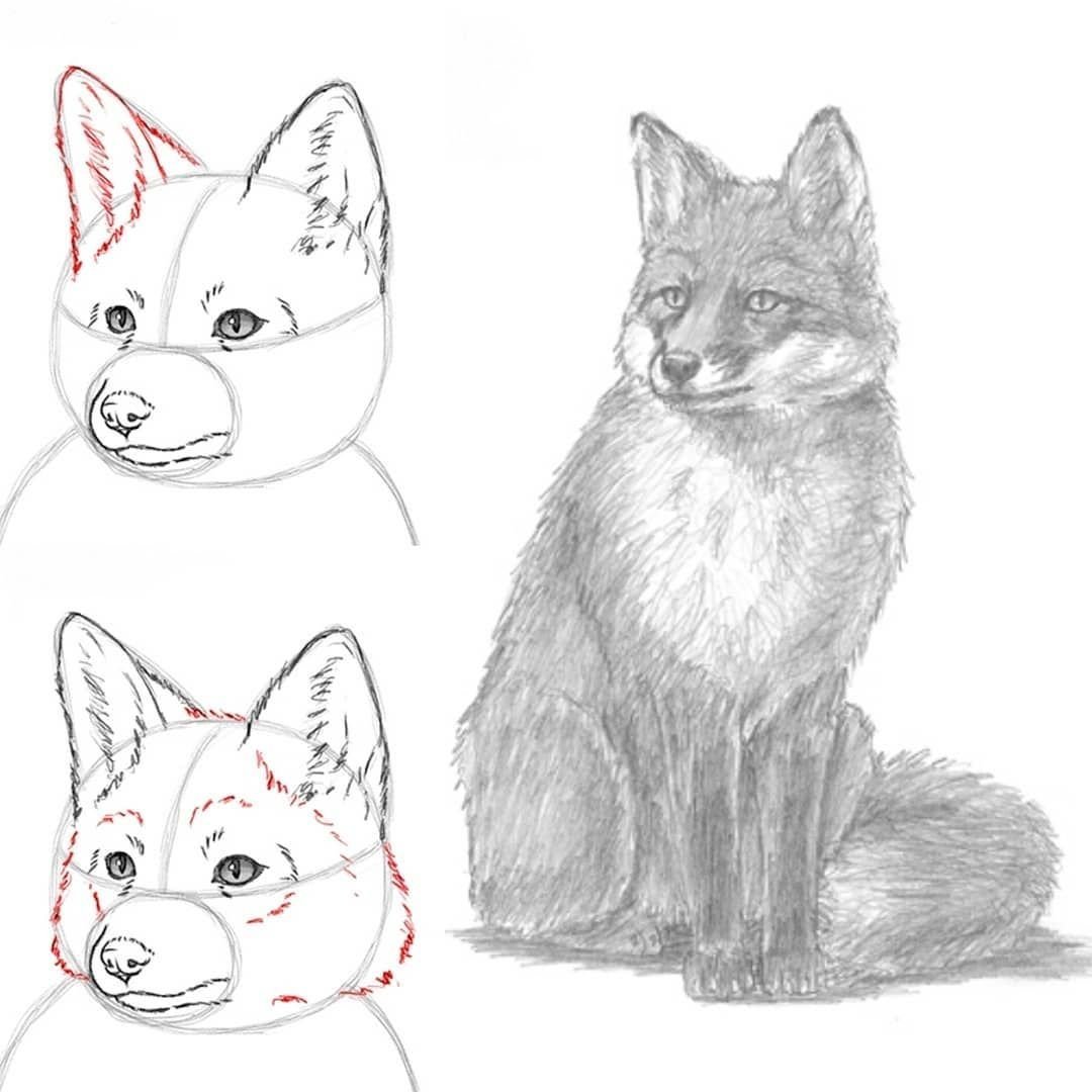 Уроки рисования лисы