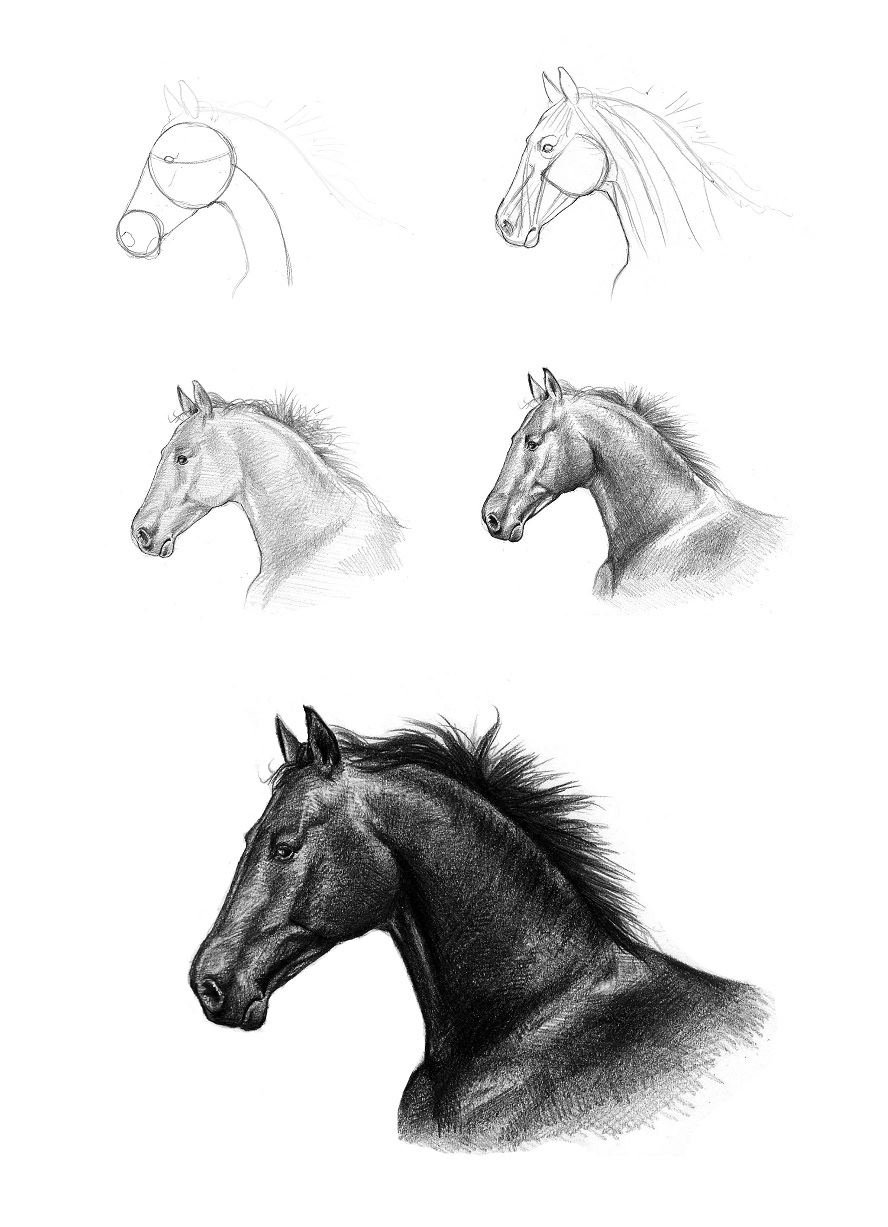 Рисуем лошадь поэтапно. Лошадь рисунок. Лошадь рисунок карандашом. Поэтапный рисунок лошади. Урок рисования карандашом лошадь.