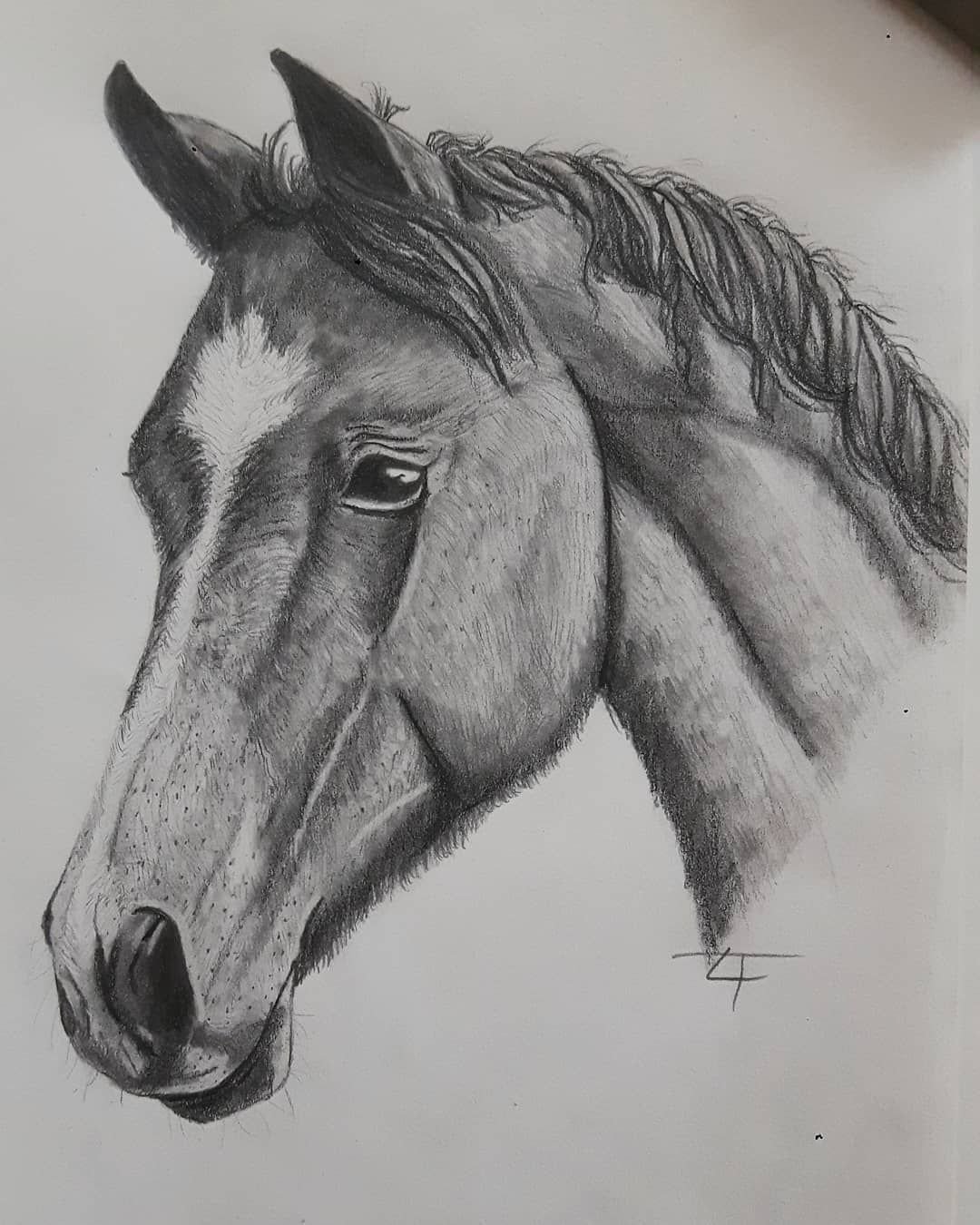 Рисунки лошадей карандашом легкие