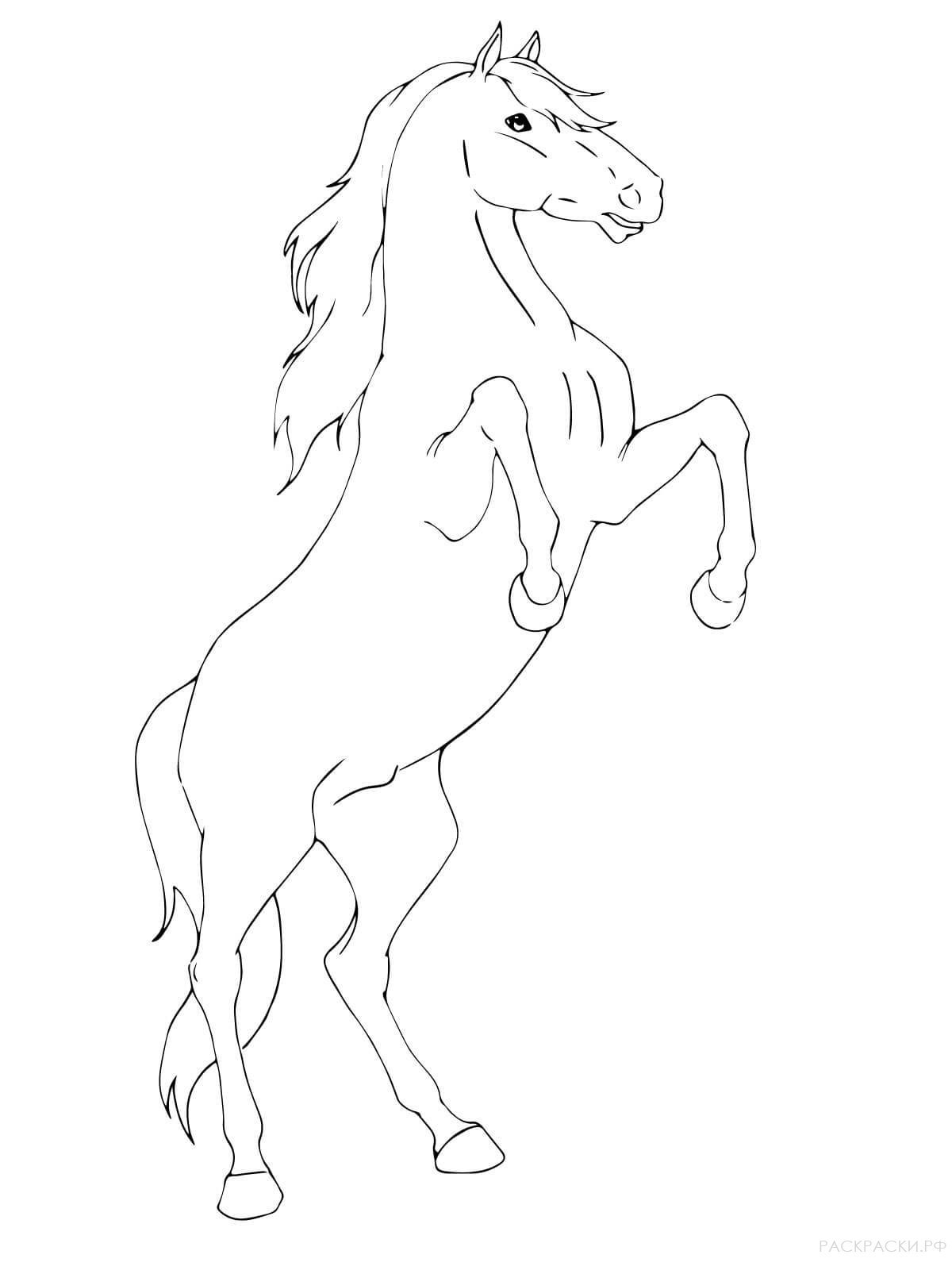 Раскраска лошадь на дыбах