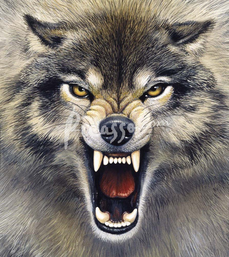 Морда злого волка