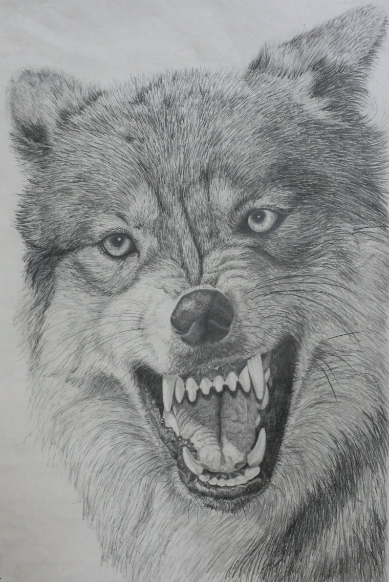 Оскал волка рисунок