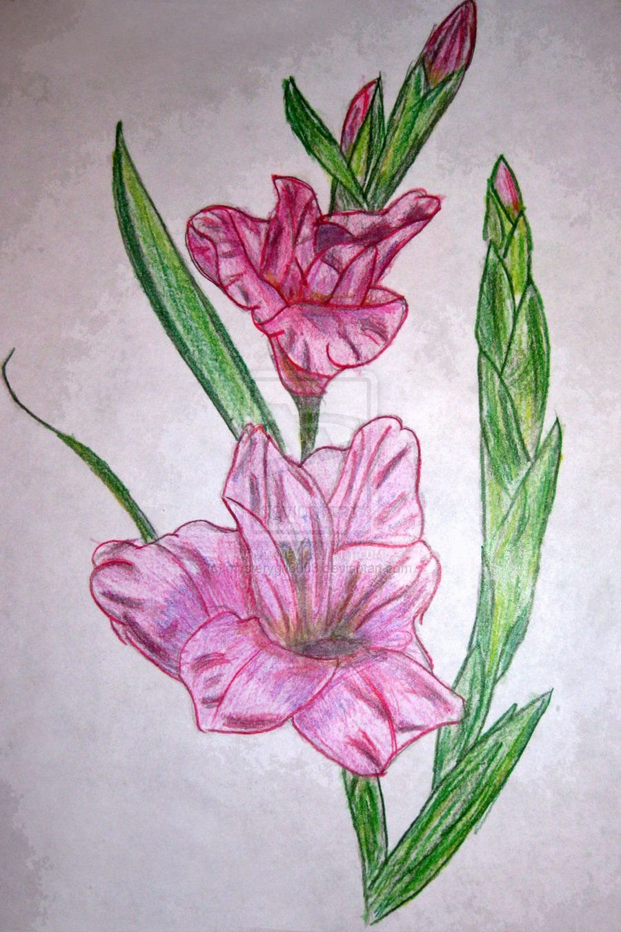 Цветы карандашом гладиолусы