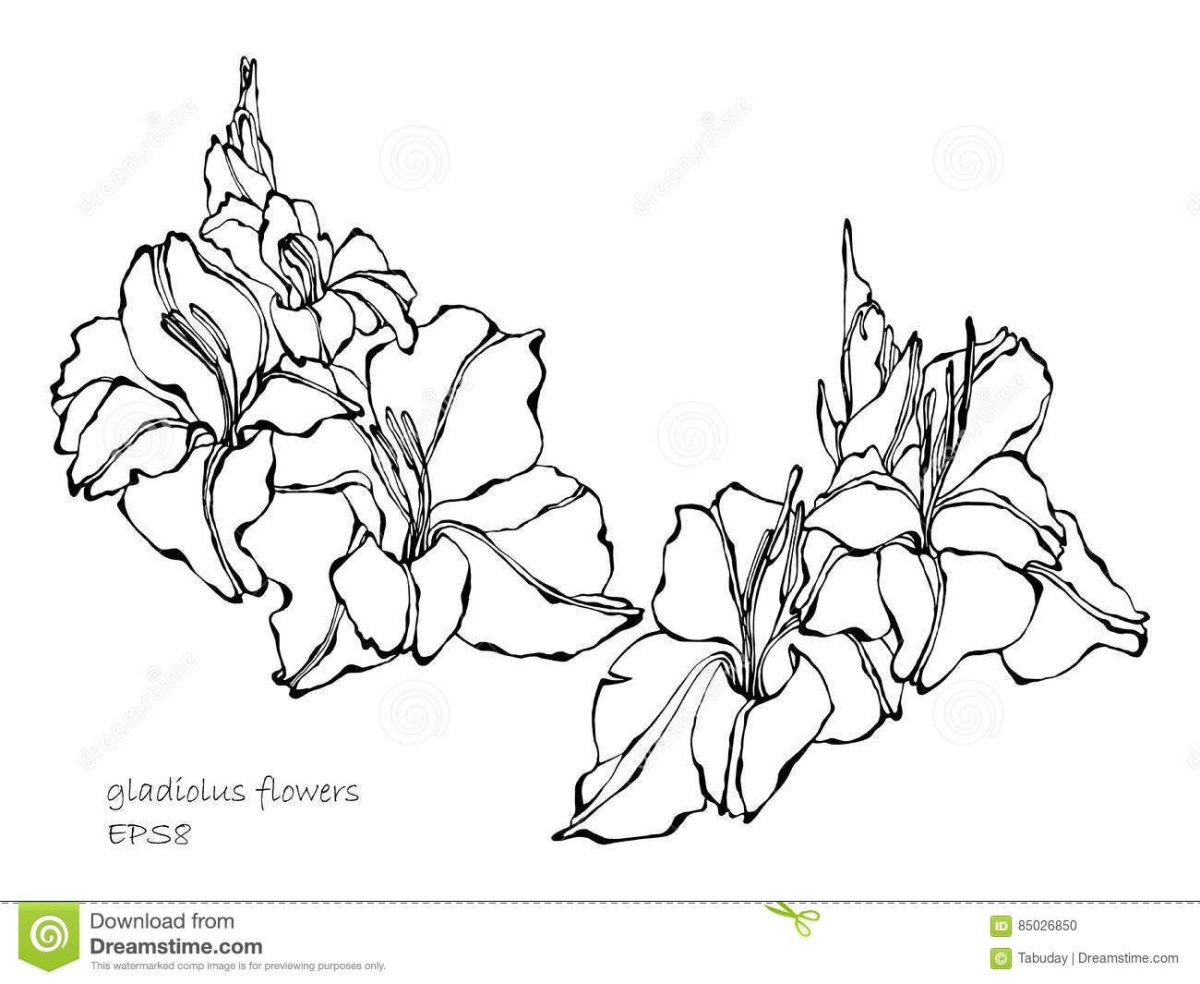 Гладиолус цветок рисунок лёгкий