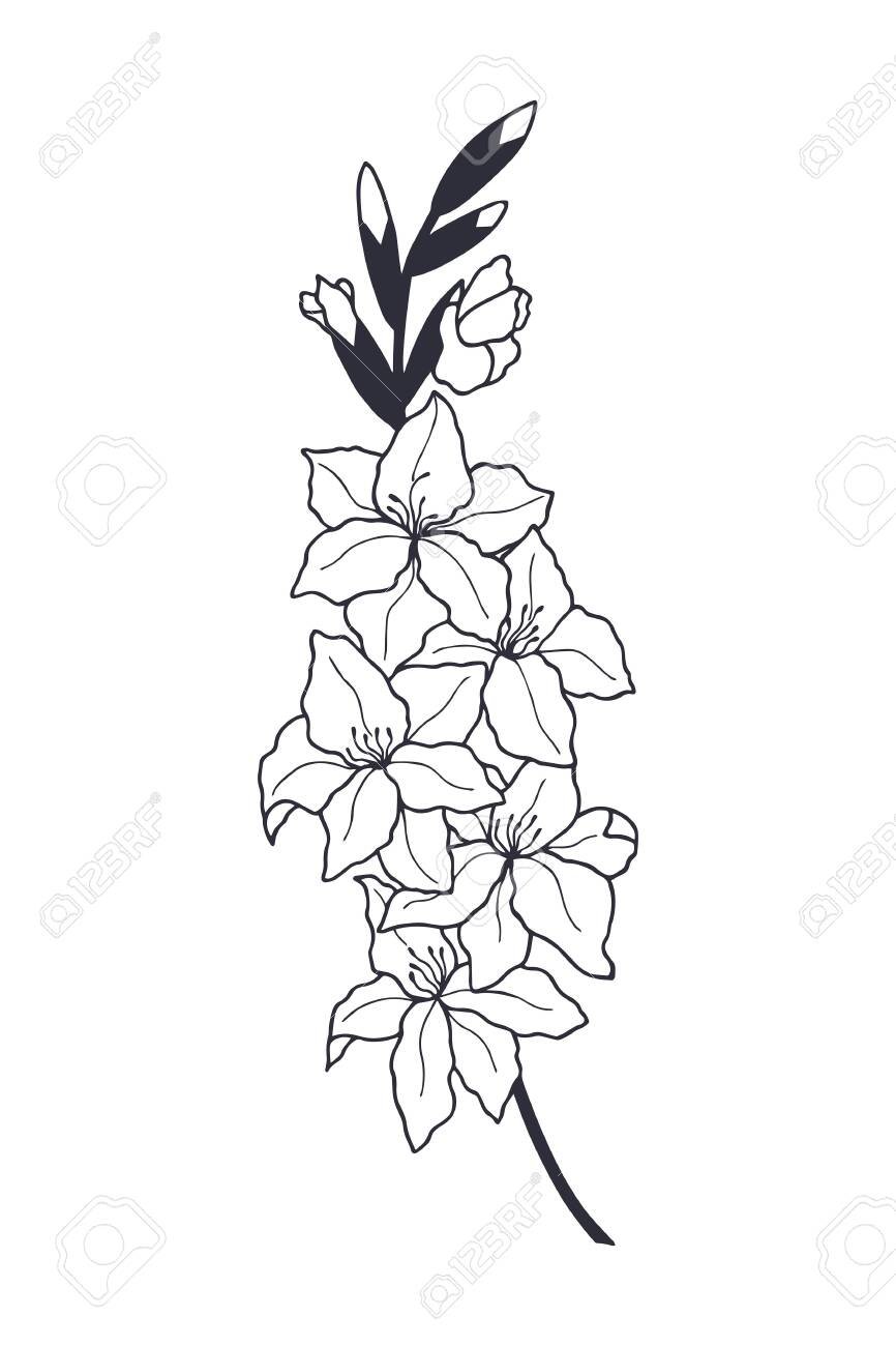 Гладиолус один цветок для срисовки
