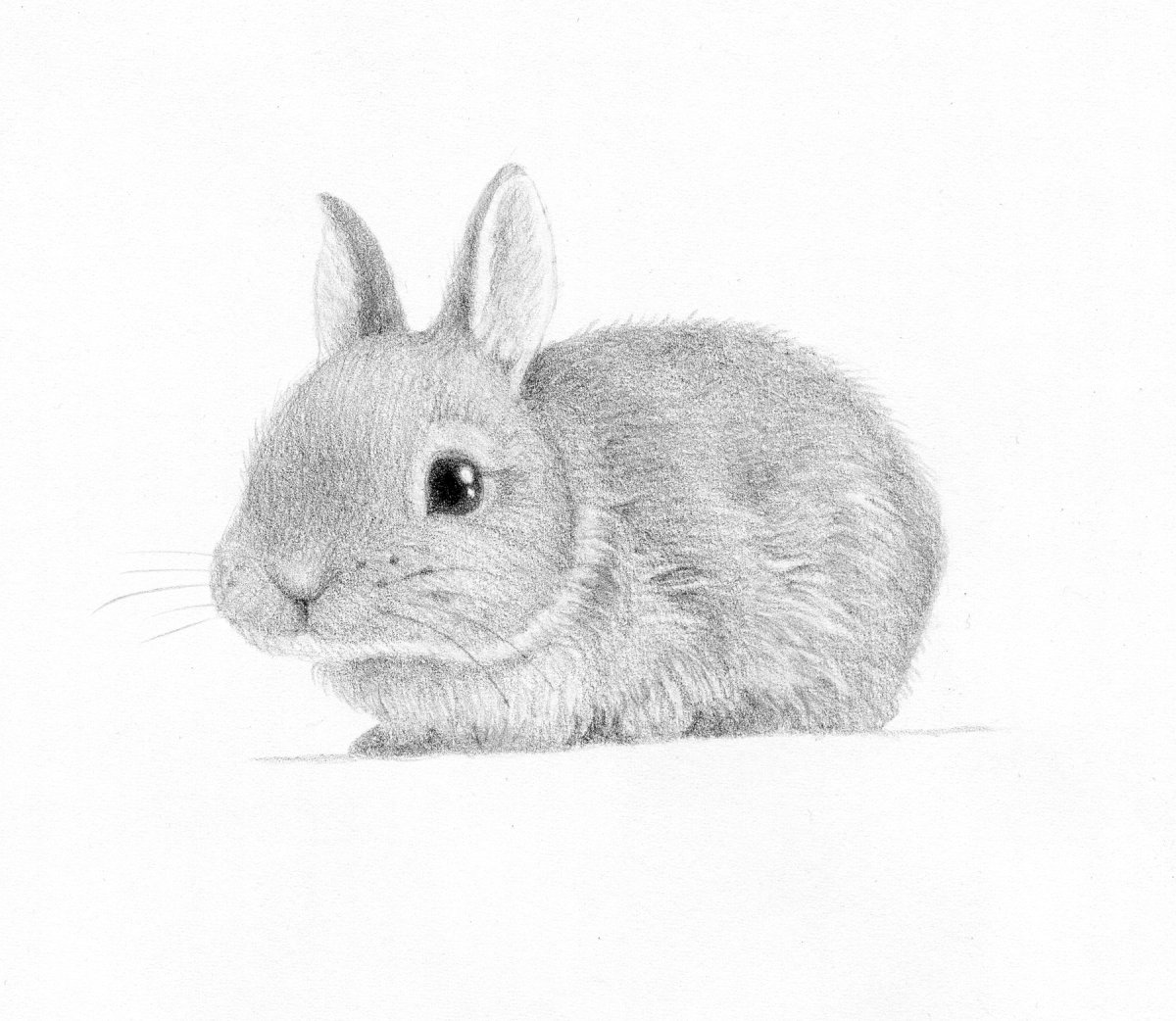 Кролик рисунок карандашом для детей