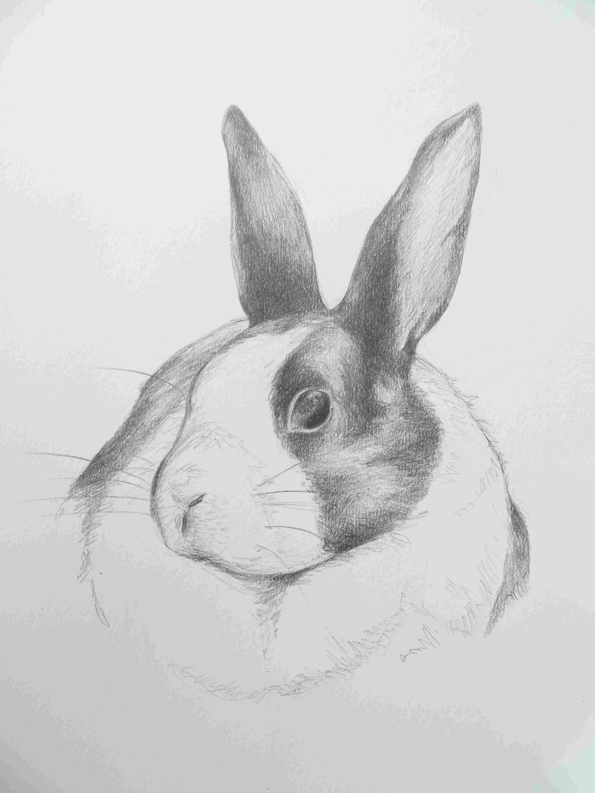 Лицо кролика карандашом