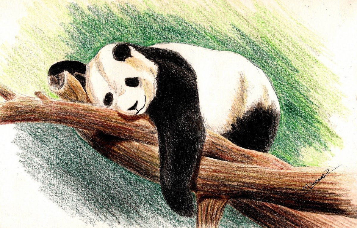 Панда на дереве рисунок