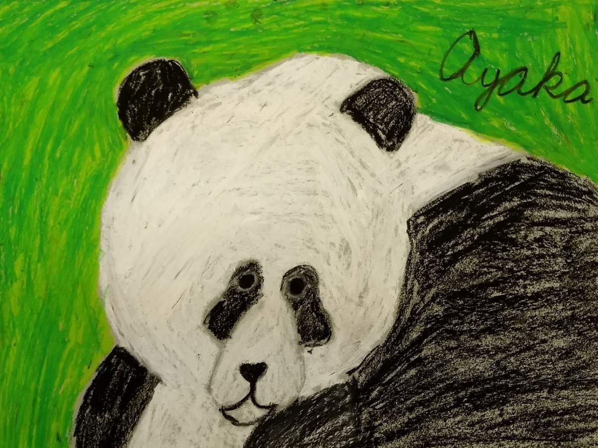 Панда рисунок реалистичный