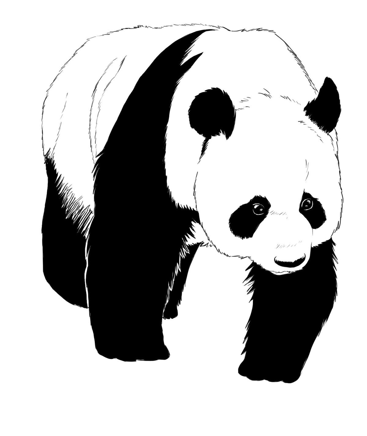 фото панды распечатать