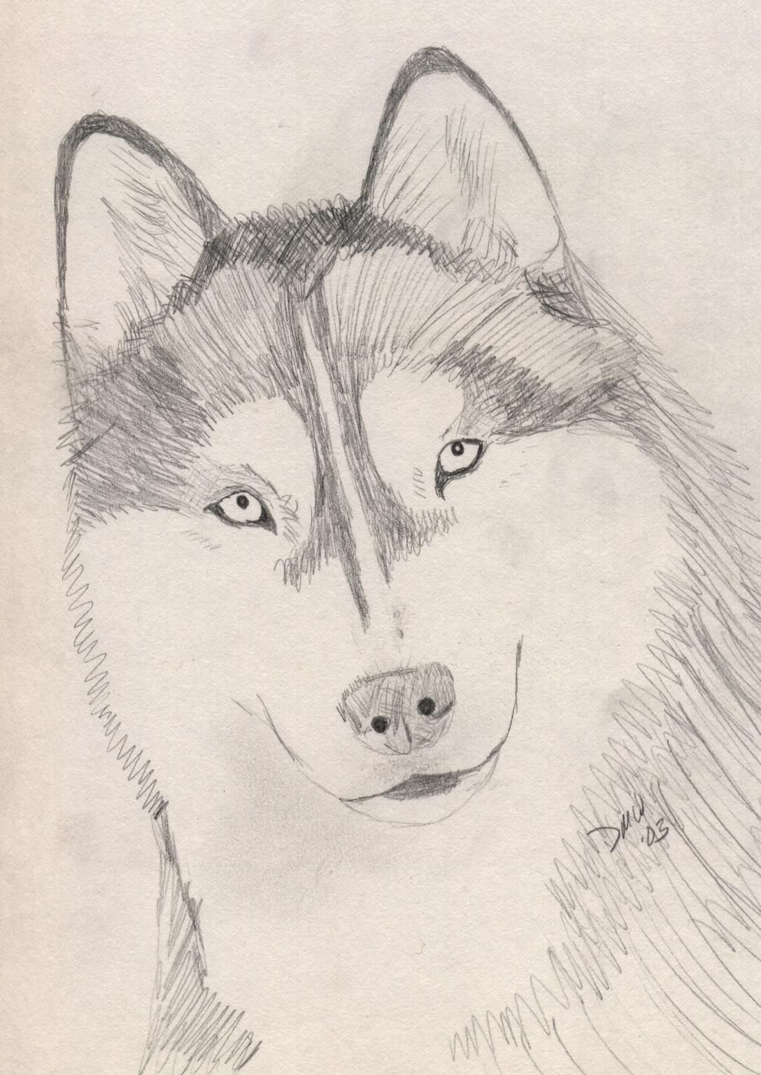 Рисунки карандашом собаки хаски