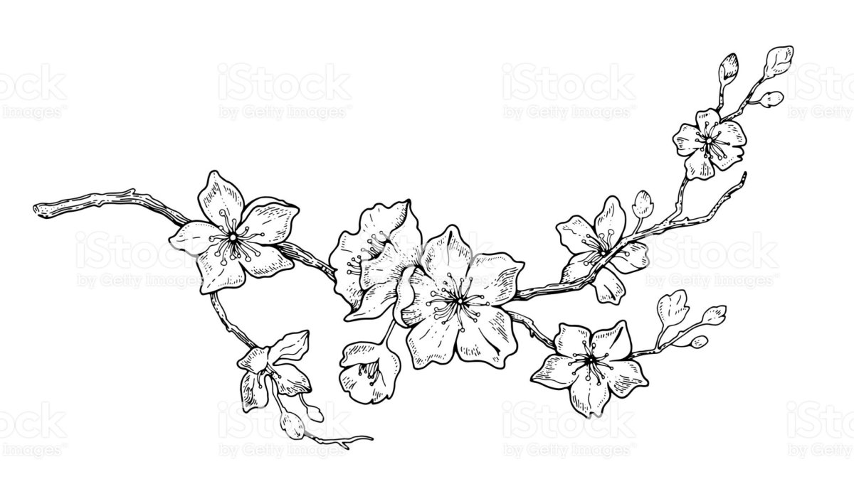 Узоры карандашом ветка с цветками