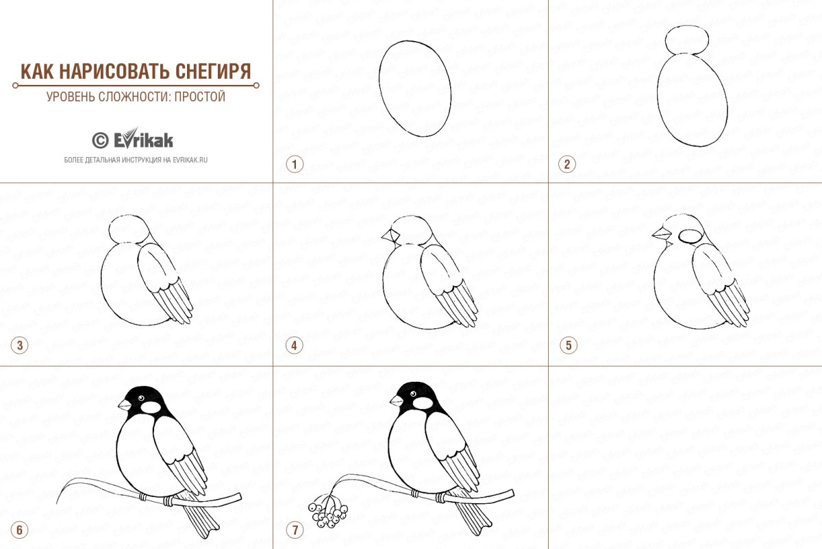 Снегирь поэтапное рисование карандашом