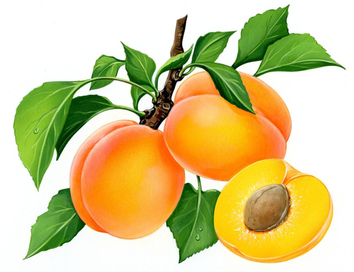 Apricots – абрикосы