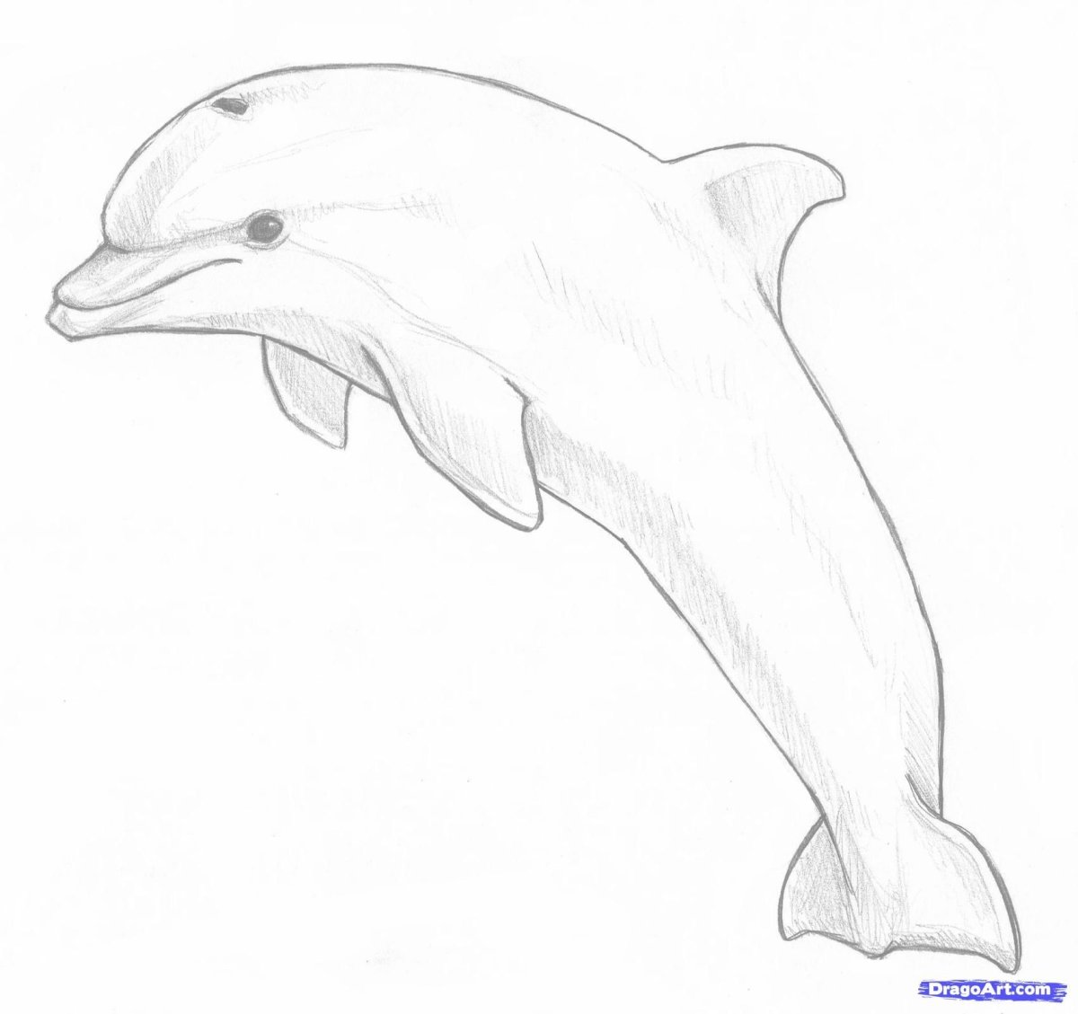 Рисунок дельфина для срисовки