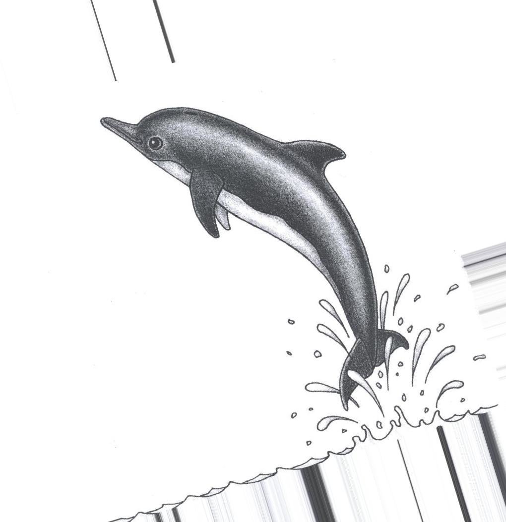 Дельфины рисунок карандашом
