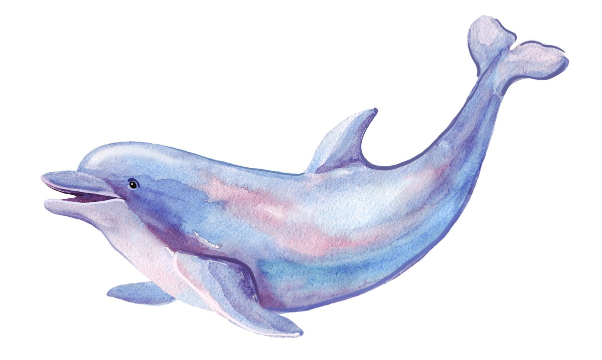 Как нарисовать дельфина Винтер