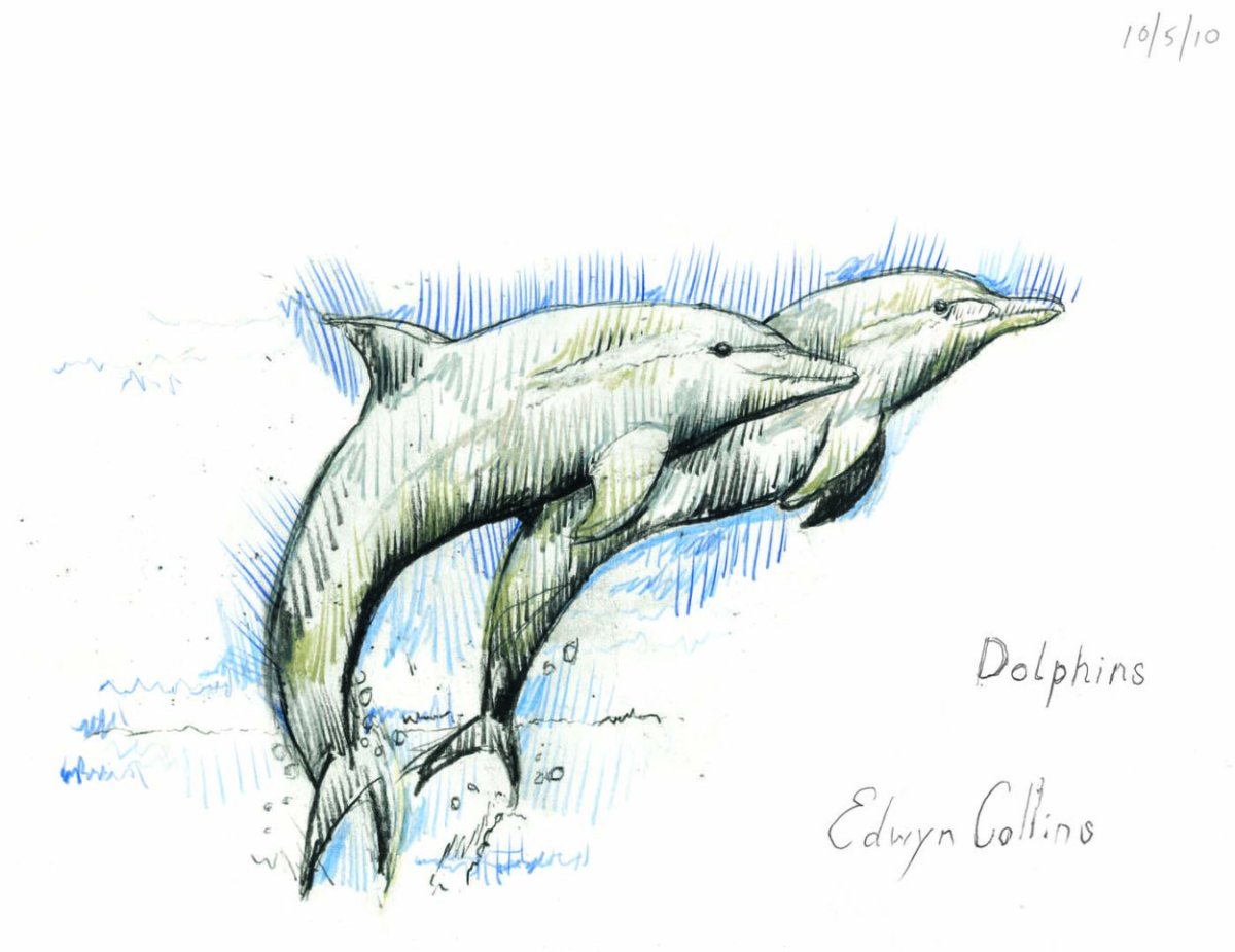 Представление с дельфинами рисунок