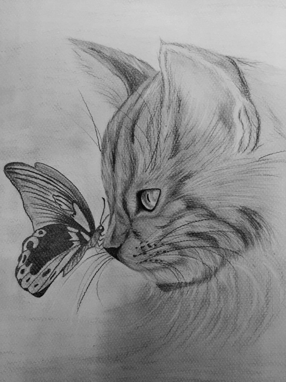 Фото рисунка кошки. Рисунки карандашом. Красивые рисунки карандашом. Котик карандашом. Котик рисунок карандашом.