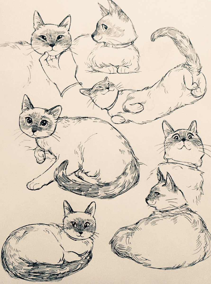 Зарисовка кота