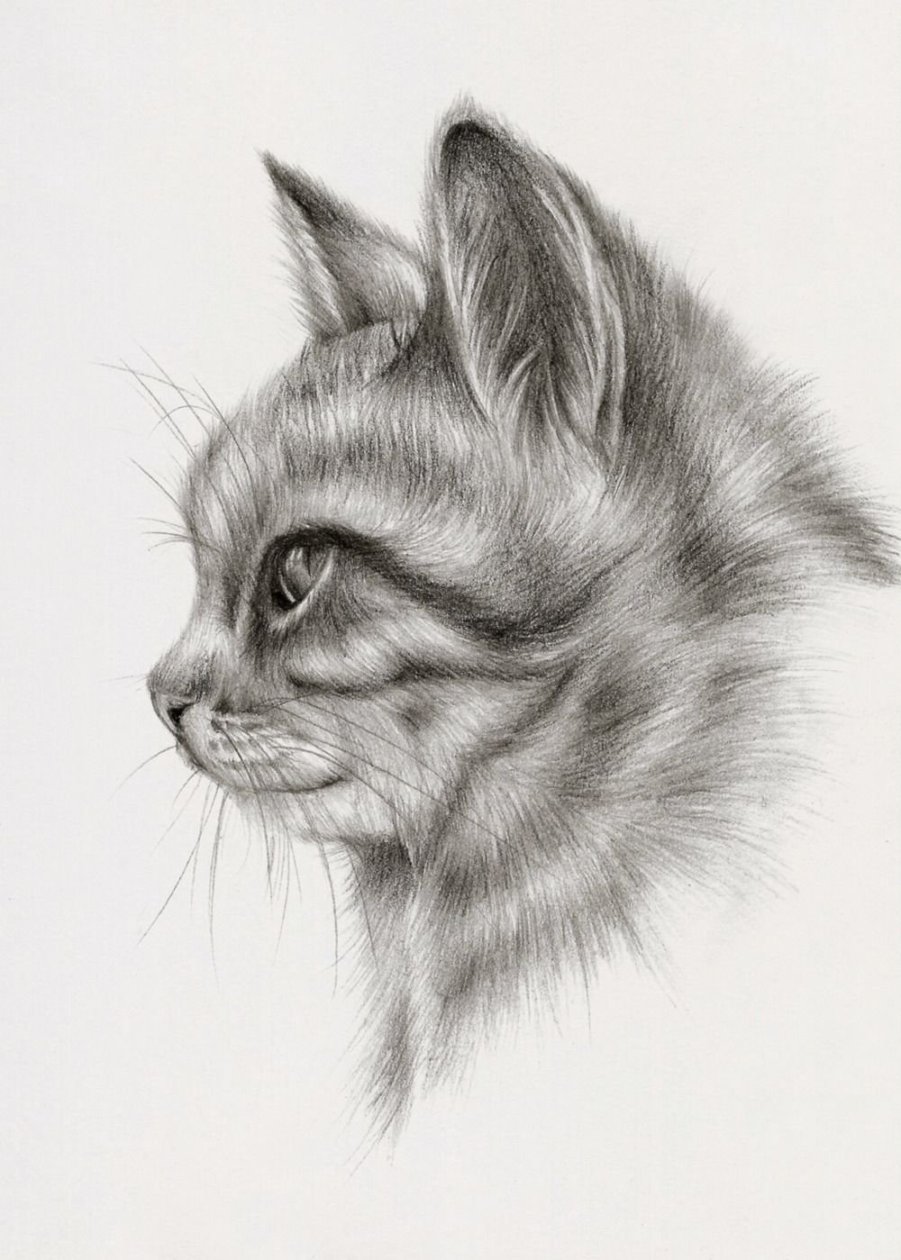 картинки для рисования животные карандашом