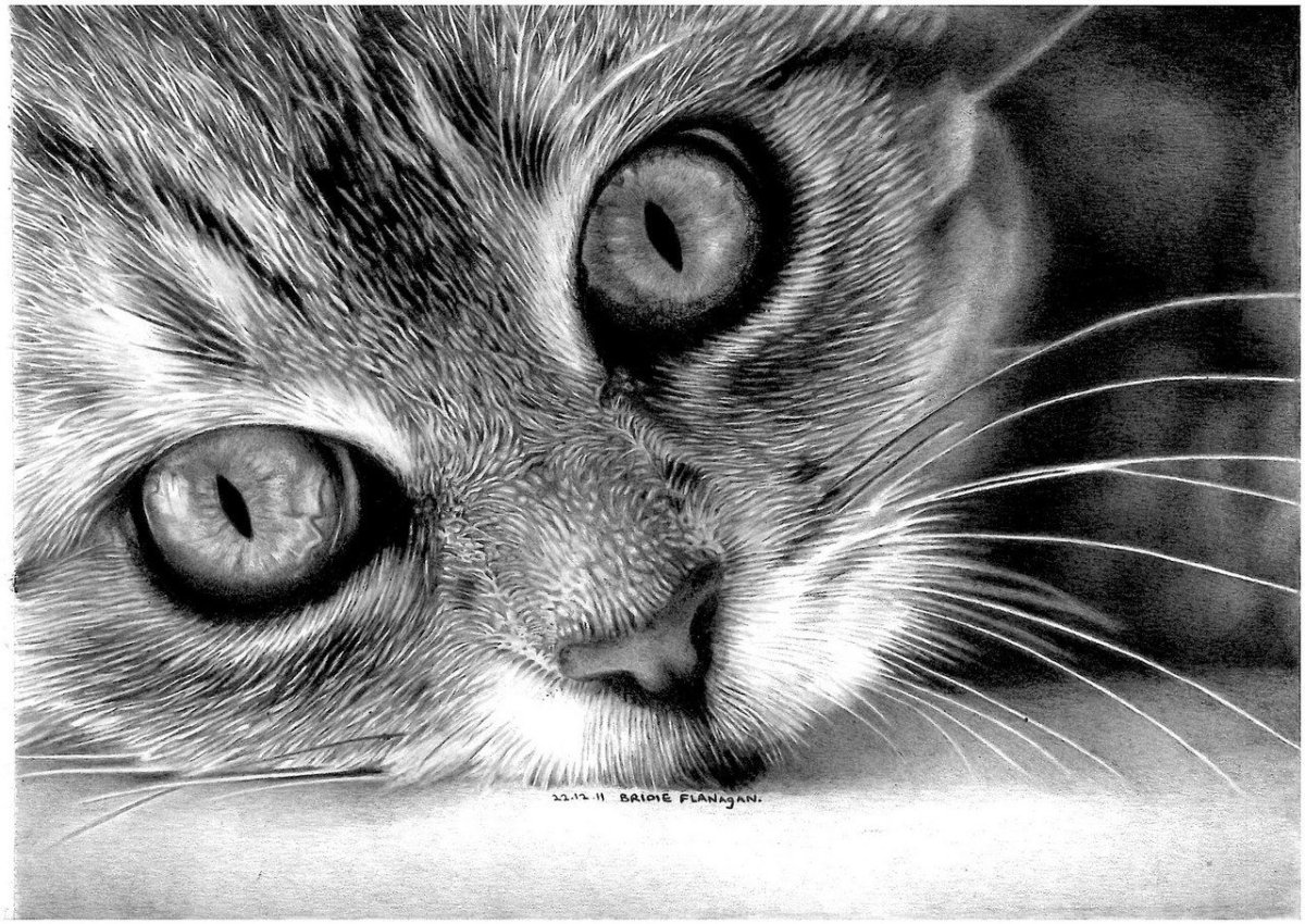 Красивые кошки карандашом