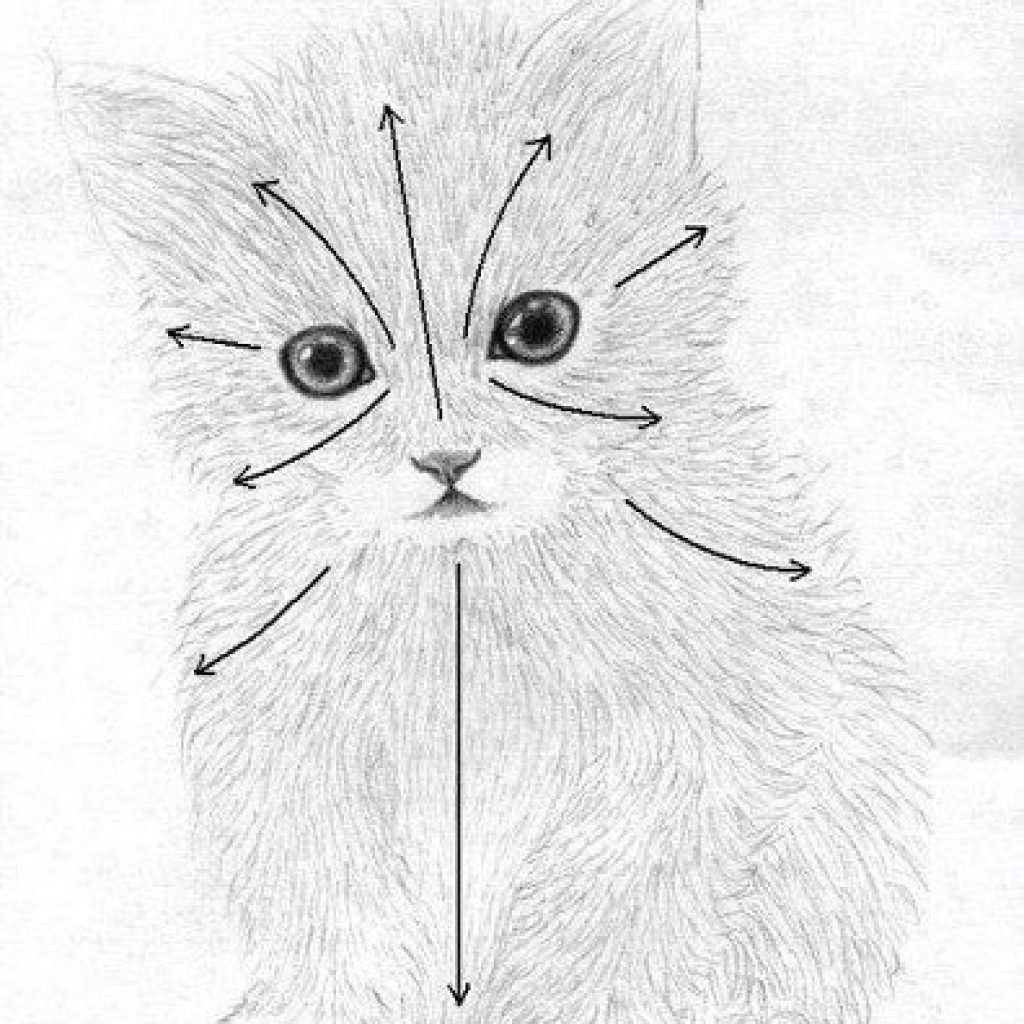 Рисунок кошки штрихами