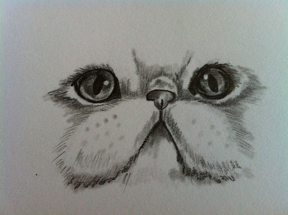 Глаза котенка рисунок