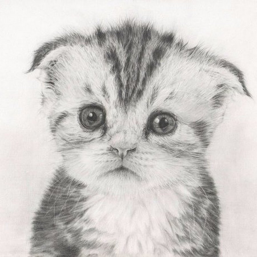 Рисунок вислоухого кота карандашом