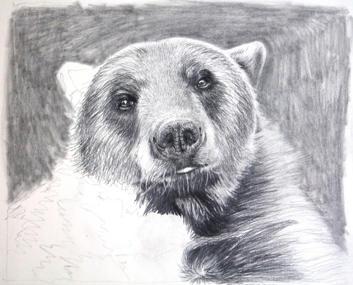 Медведь рисунок