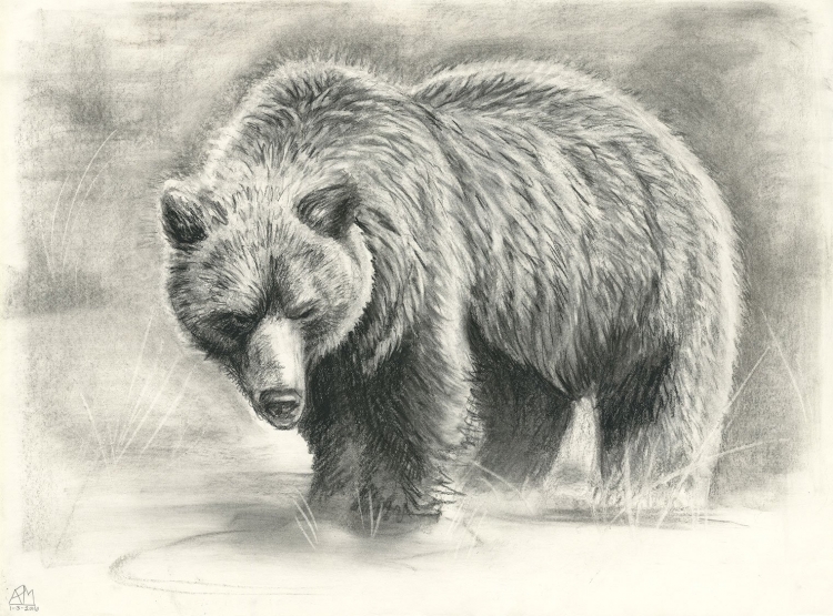 Рисунок для срисовки медведя.