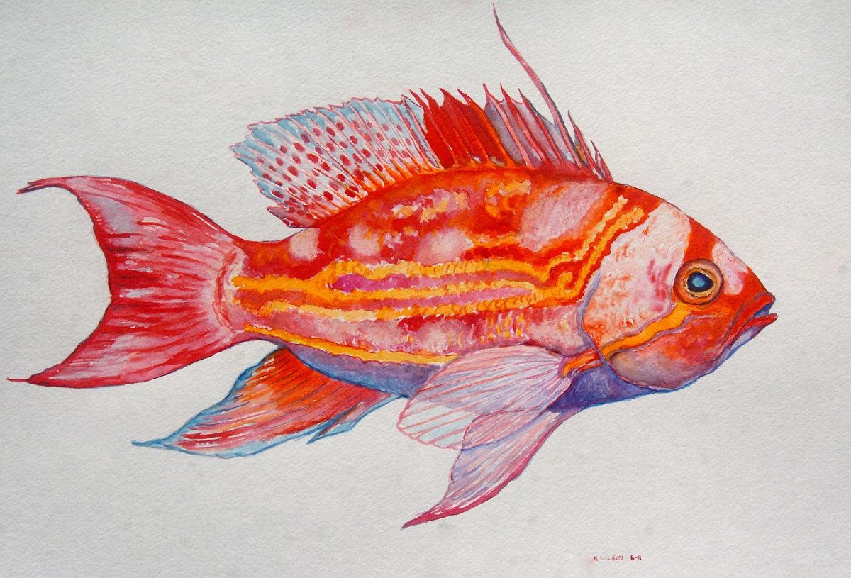 Красивые красные рыбы нарисованные