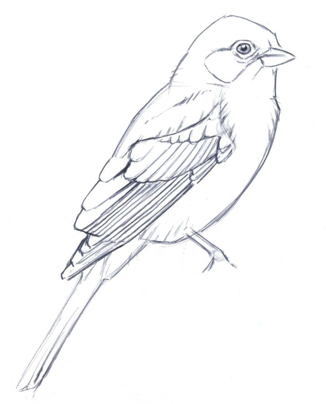 Птица рисунок карандашом простой