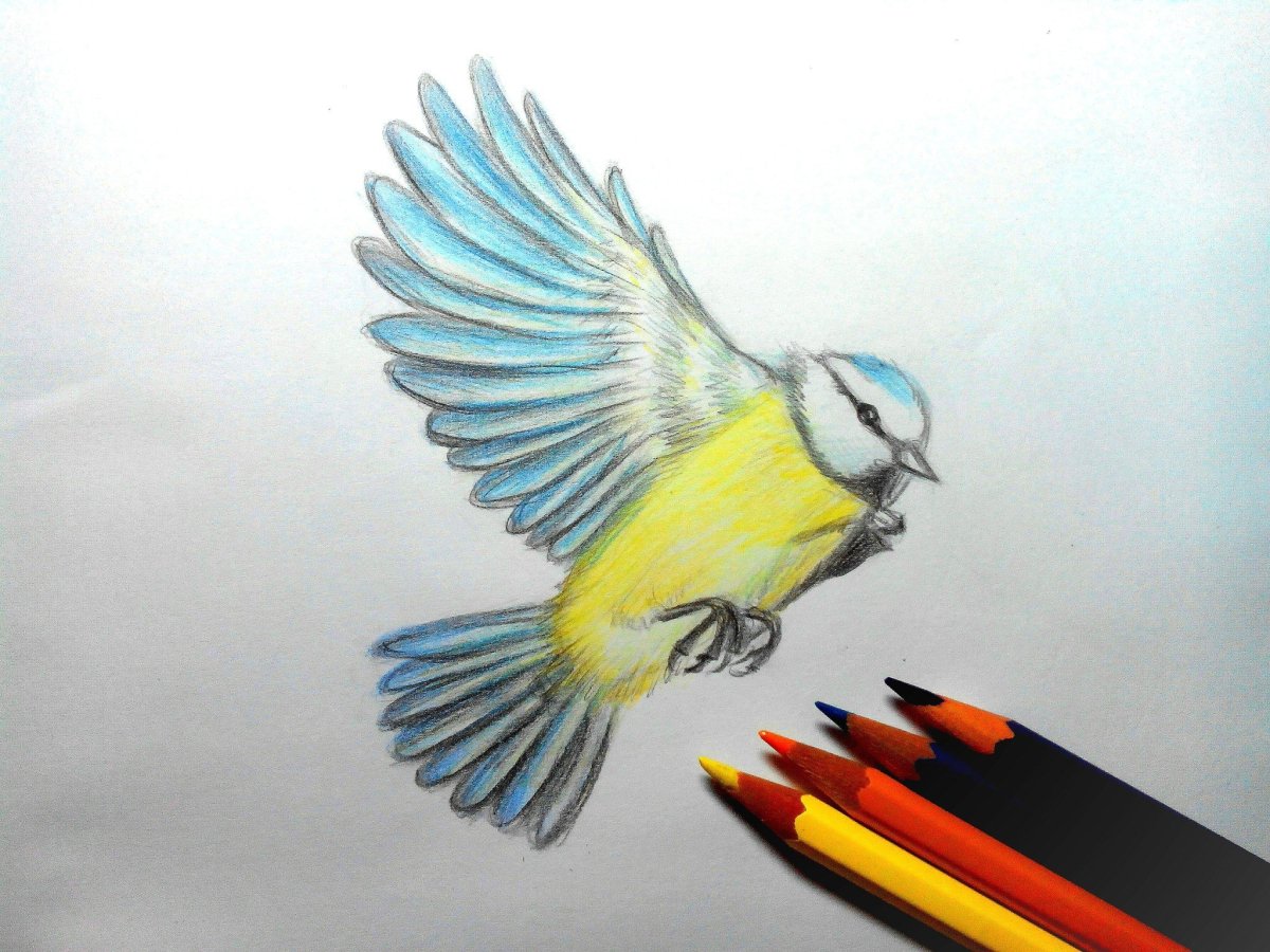 Зарисовки птиц цветными карандашами