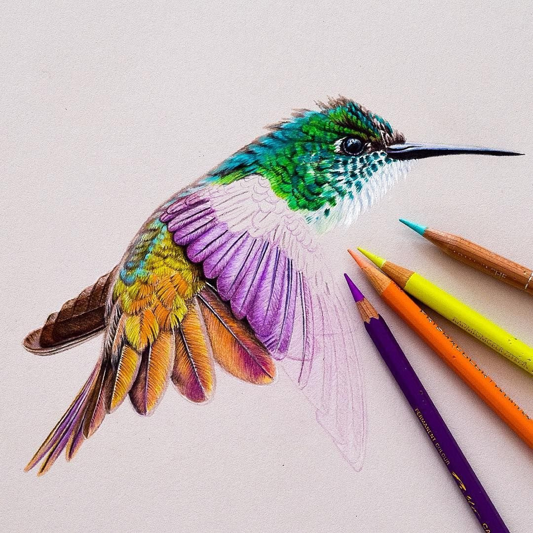 Колибри цветными карандашами