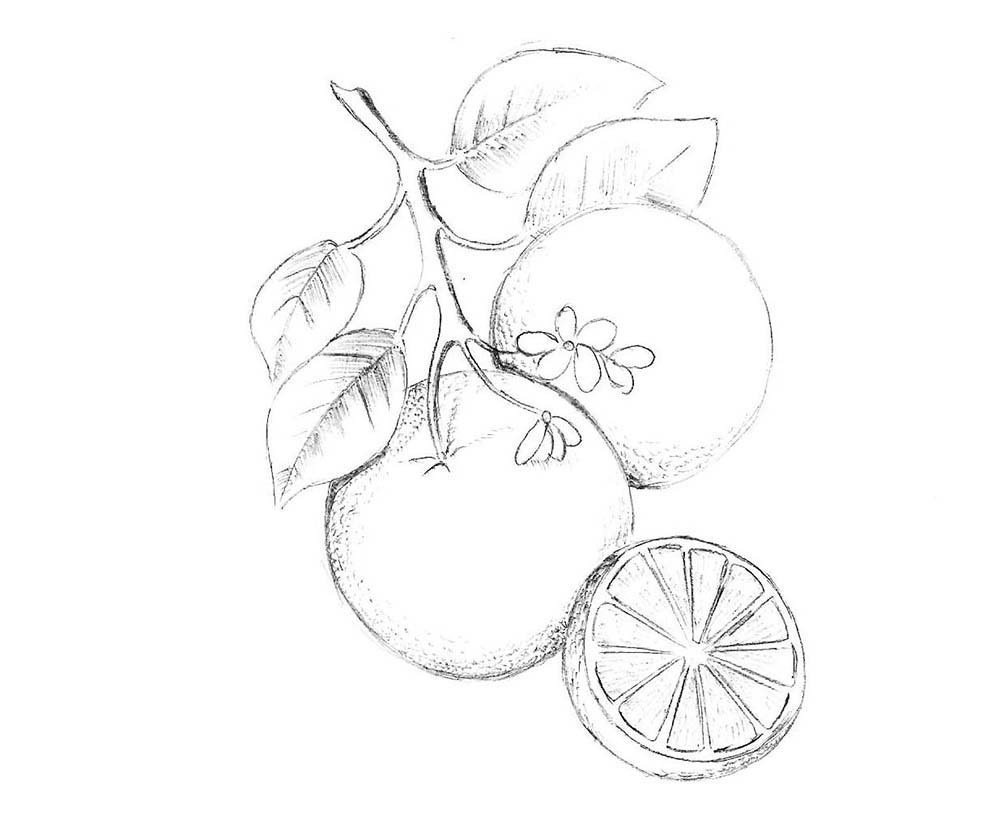 Рисунки фруктов для срисовки карандашом