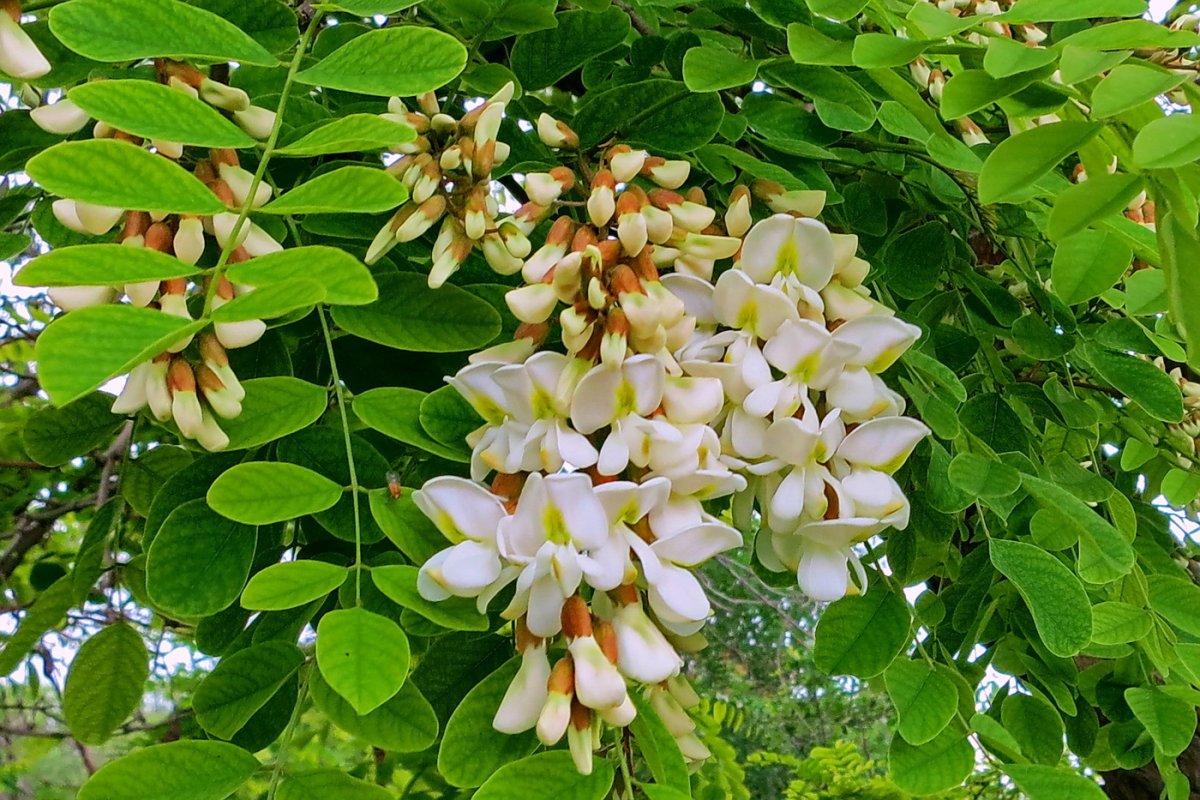 Акация белая кустарник