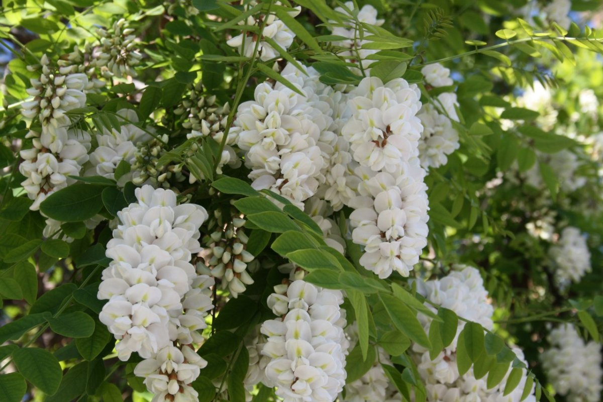 Robinia pseudoacacia рисунок