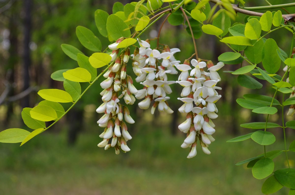 Robinia pseudoacacia рисунок