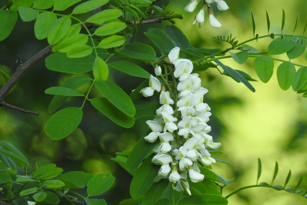 Robinia pseudoacacia рисунок