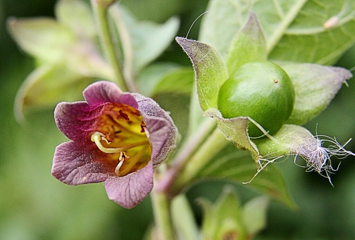 Белладонна цветок фото и описание