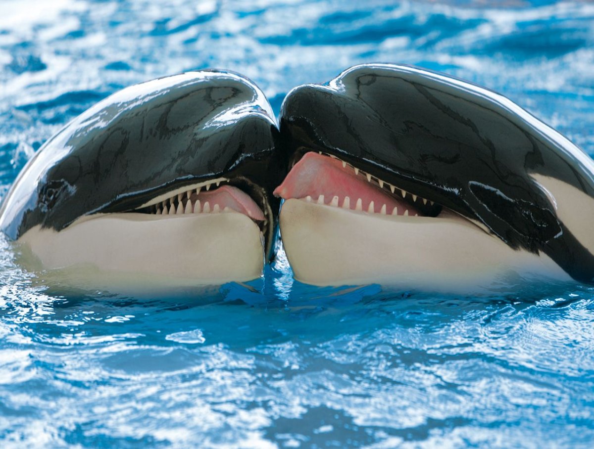 картинки зубы китов