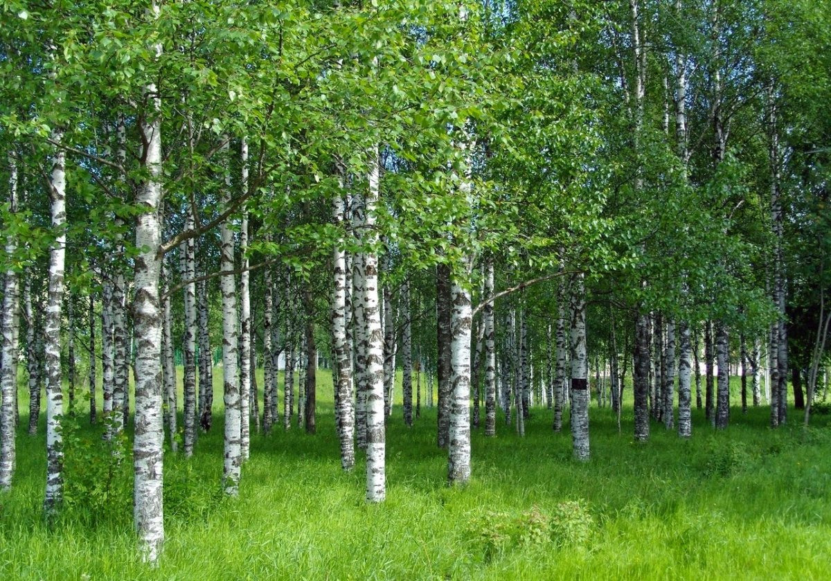 Березка дерево России