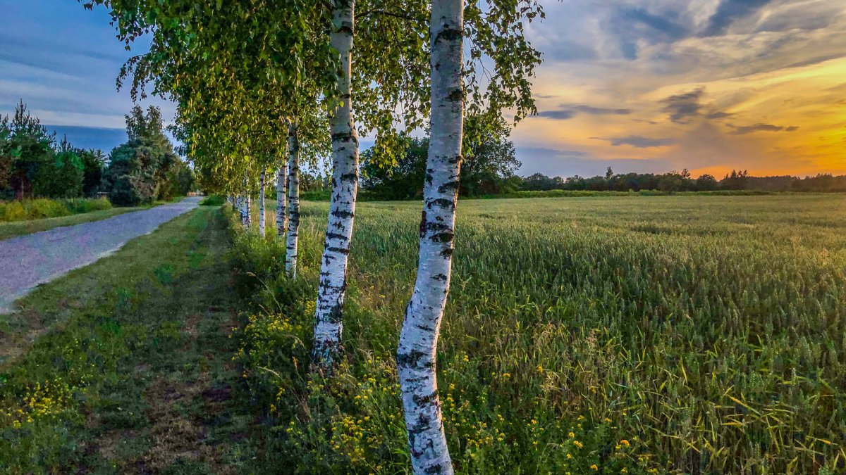 Березка в поле картинка