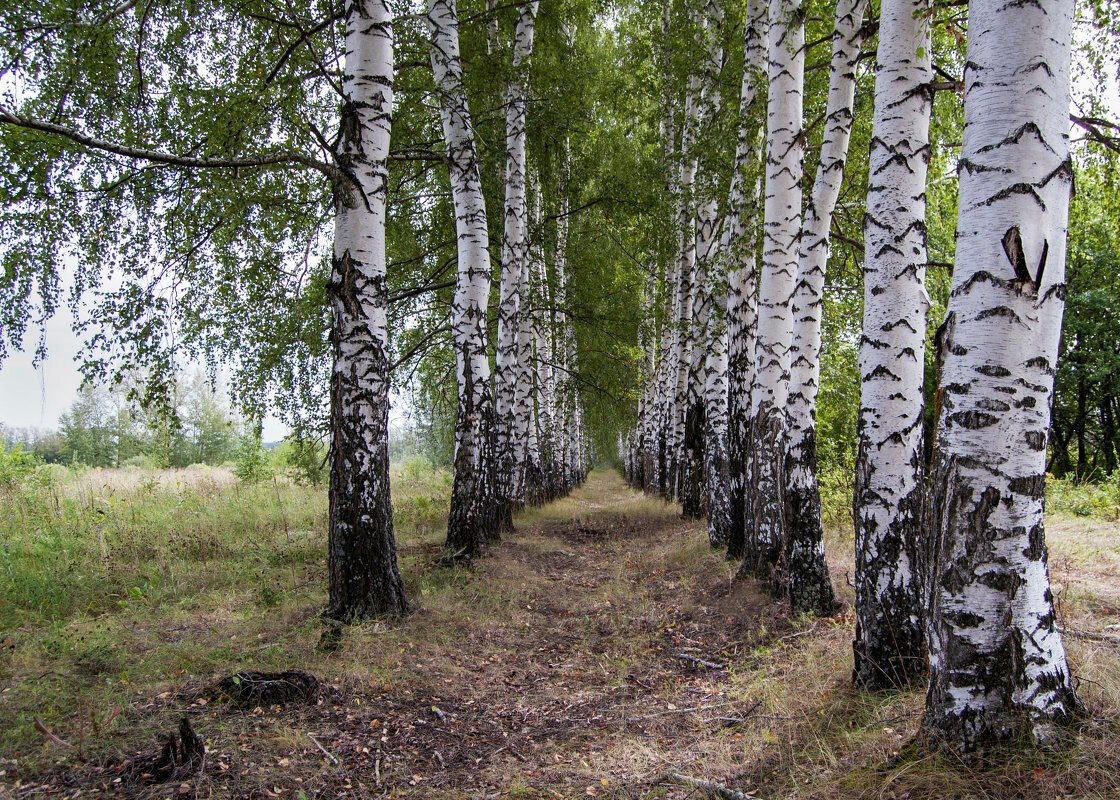 Береза в картинках