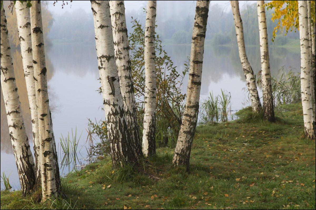 Край белоствольных берез рисунок