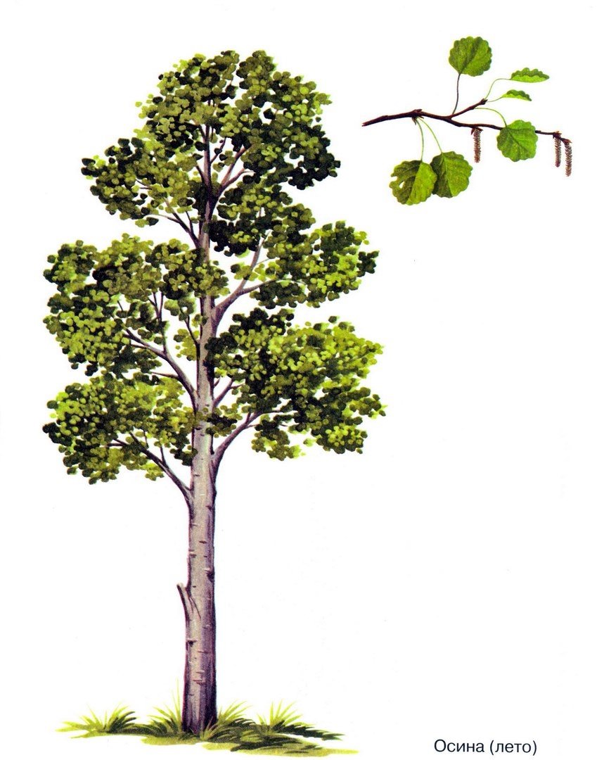 Осиновое дерево для детей